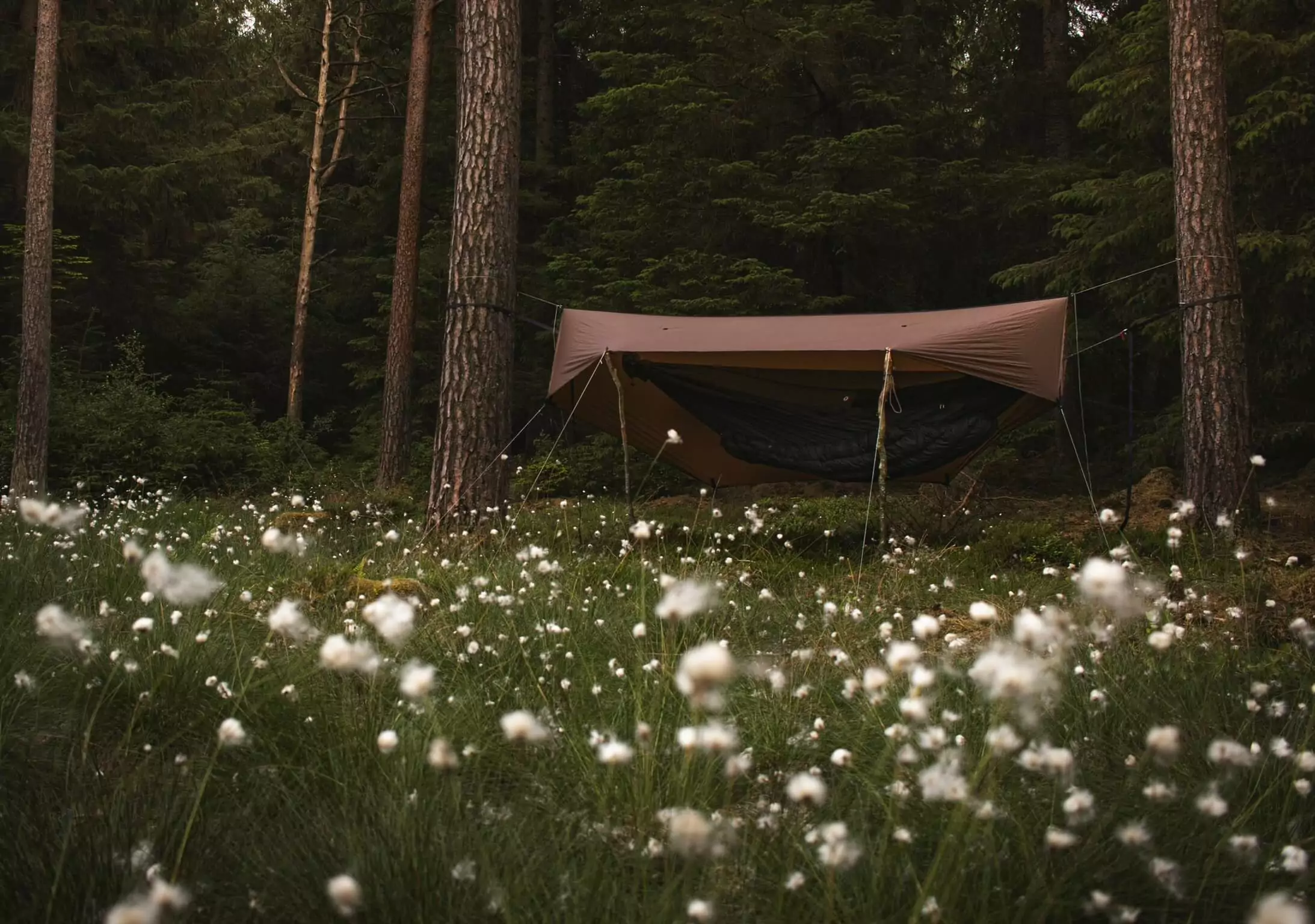 Brown Blackbird XLC hammock with a Minifly tarp set up in a field of flowers